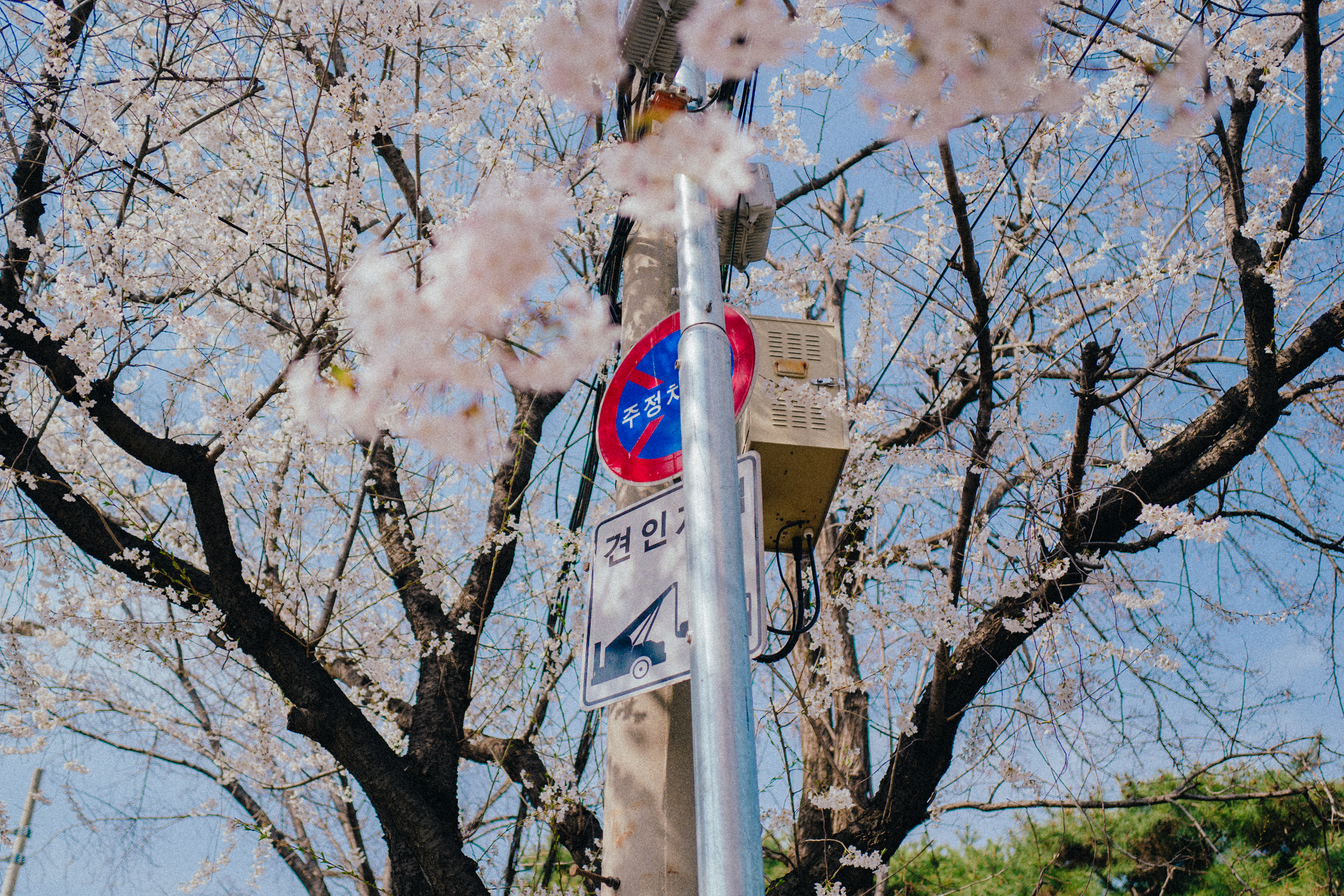 봄의 수원 화성